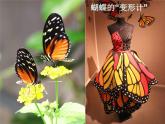 浙美版八年级下册美术课件 7.我设计的服装