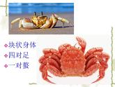 初中美術(shù)湘美版八年級(jí)上冊(cè)筆墨千秋——水墨漫畫之趣味螃蟹部?jī)?yōu)課件