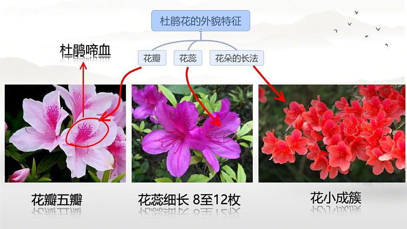 初中美术赣美版七年级下册《红杜鹃》部优课件06