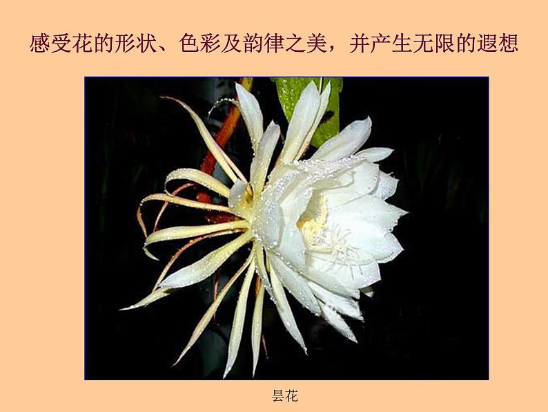 冀教版七年级下册 3.花卉装饰画 课件第5页