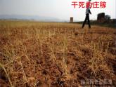 冀教版七年级下册 4.公益招贴设计 课件