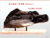 浙美八上 9巧用身邊的材料 課件