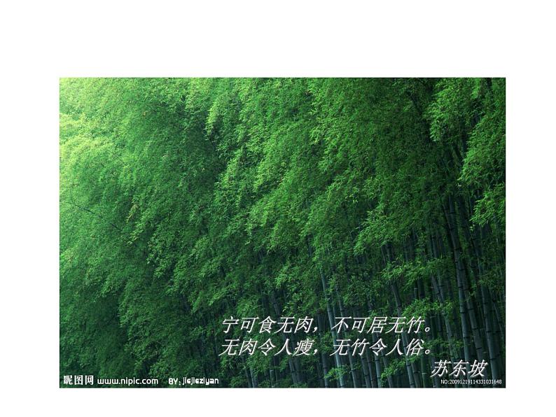 浙美七上 8梅兰竹菊“四君子” 课件第1页