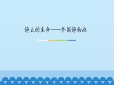 蘇少版七年級上冊美術 9.靜止的生命——外國靜物畫 課件PPT