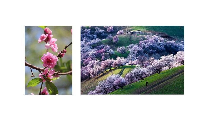 第二单元第2课《春天的畅想》课件第8页