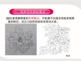 紋樣的寫生與變化——花卉課件PPT