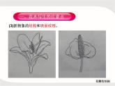紋樣的寫生與變化——花卉課件PPT