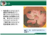 色彩的感染力——八年級 人教版美術(shù)課件PPT