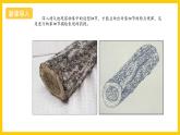 湘美版美術(shù)八上4《用畫筆觸摸細節(jié)》課件+教案