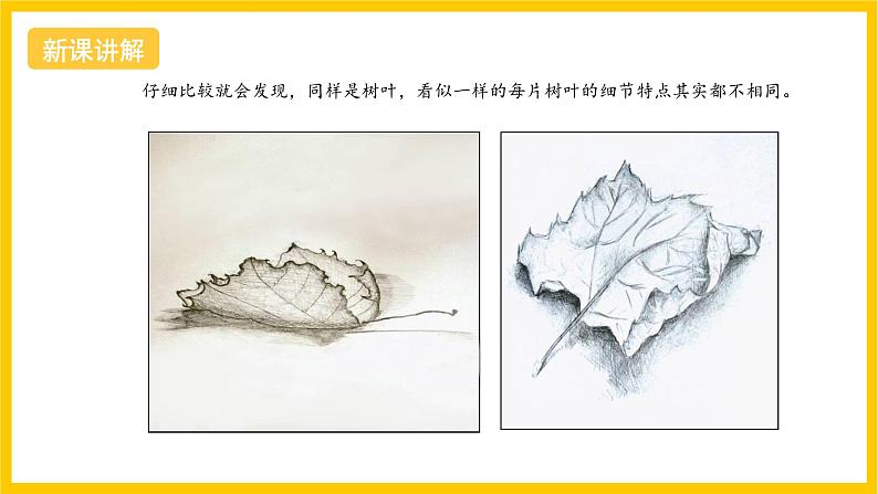 湘美版美术八上4《用画笔触摸细节》课件第3页