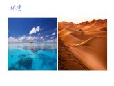 赣美版美术七年级下册 2.大自然之歌   课件2