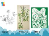 冀美版初中美术九年级下册 2.纹样的魅力   课件