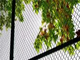 人美版初中美術(shù)七下第五單元5.1捕捉光影PPT課件