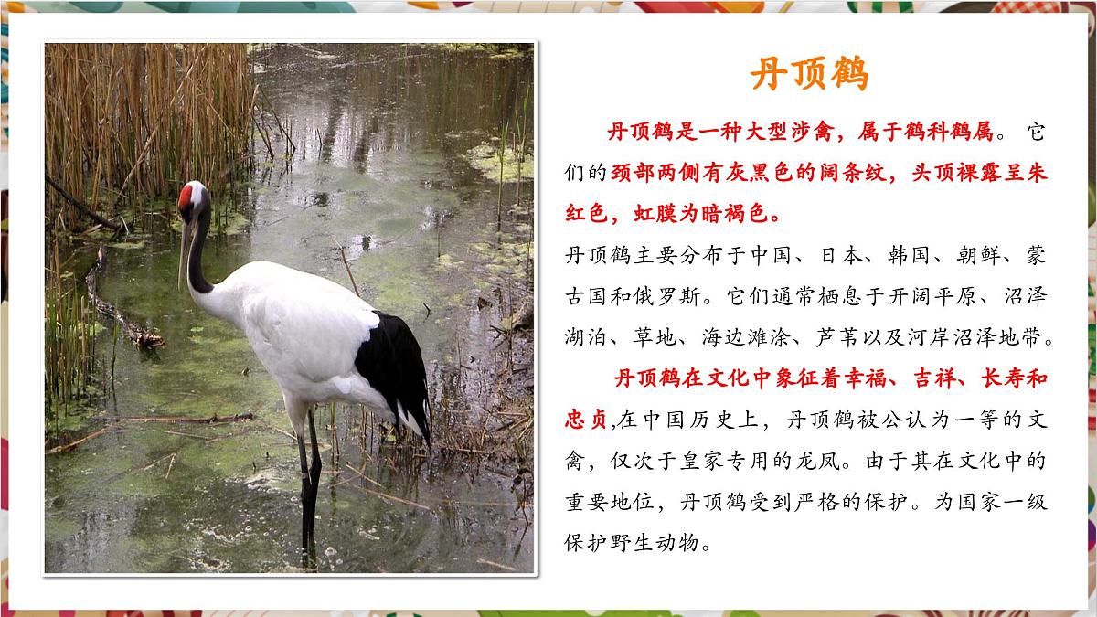 第11课《自由飞翔之鸟》精美课件（30页）第5页