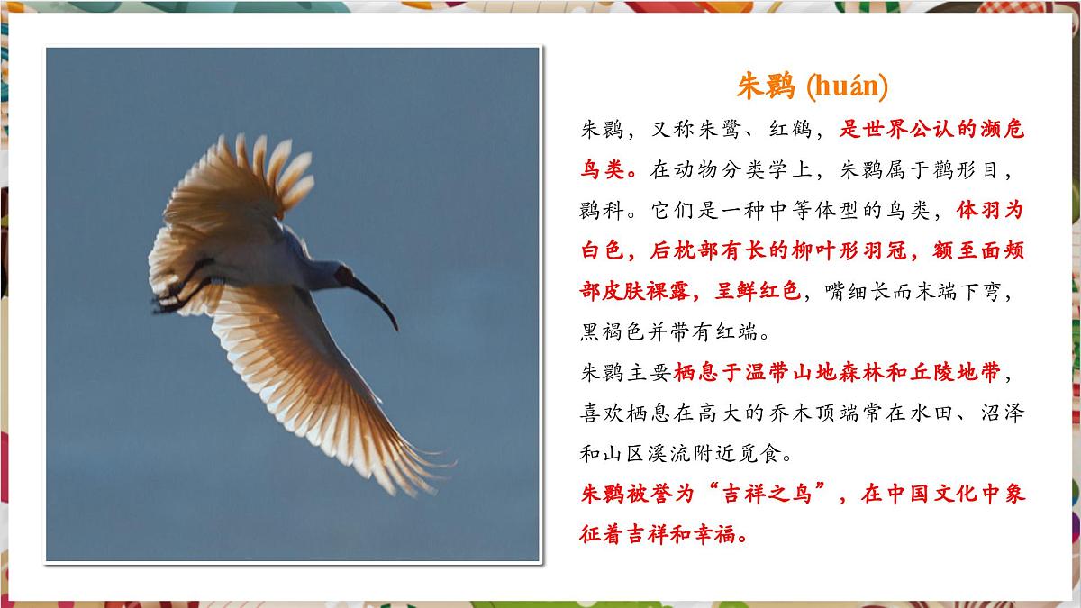 第11课《自由飞翔之鸟》精美课件（30页）第6页