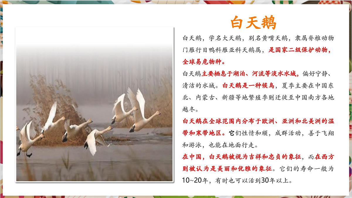 第11课《自由飞翔之鸟》精美课件（30页）第7页