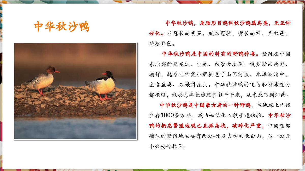 第11课《自由飞翔之鸟》精美课件（30页）第8页