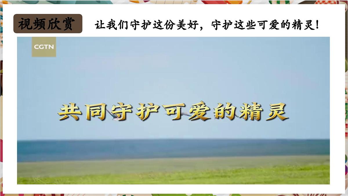第13课《爱鸟护鸟之情》 精美课件（37页内嵌多个视频）第2页
