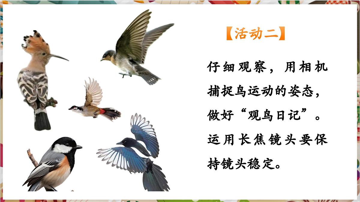 第13课《爱鸟护鸟之情》 精美课件（37页内嵌多个视频）第7页