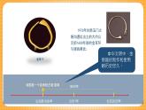 浙美版（2024）美術(shù)七下 4.11《金銀器》課件+教案