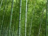 初中  美術(shù)  湘美版（2024）  八年級(jí)上冊(cè)第2課《梅竹言志》第2課時(shí)畫竹課件