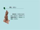第三單元第2課 神奇瑞獸 課件-2025-2026學(xué)年初中美術(shù)七年級(jí)上冊(cè)（人美版2024）