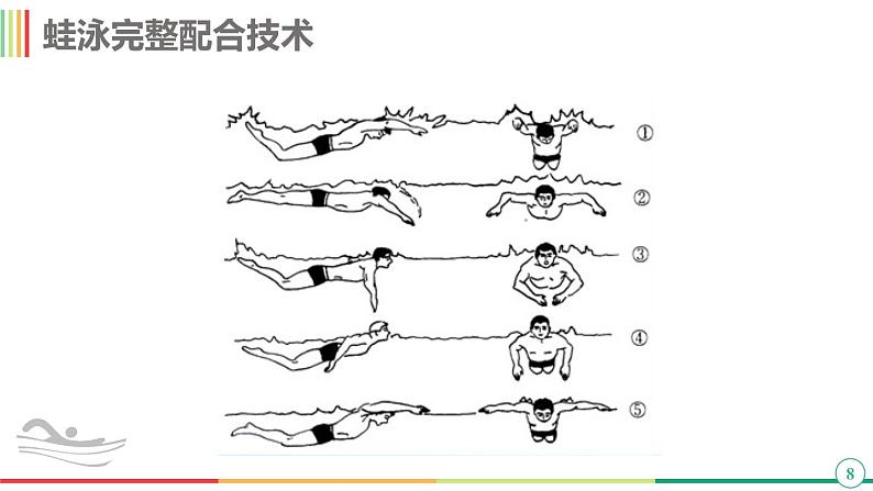 华东师大版七年级体育与健康 5.1游泳类运动的基本技术 蛙泳 课件第8页