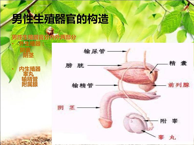 华东师大版七年级体育与健康 9.6迈向成熟的蜕变 青春期特点、常见问题与预防 课件第7页