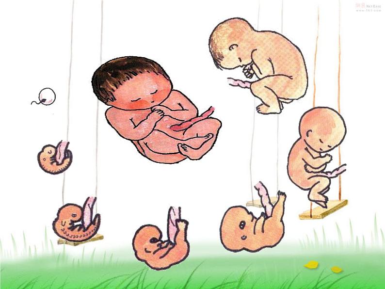 闽教版心理健康七年级 28.珍爱生命 课件第3页