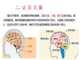 神秘的大脑课件PPT