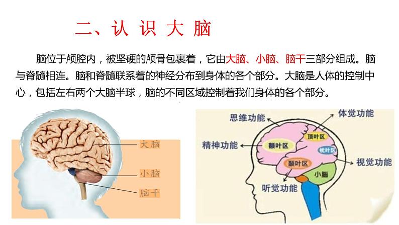 神秘的大脑课件PPT04