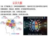 神秘的大脑课件PPT