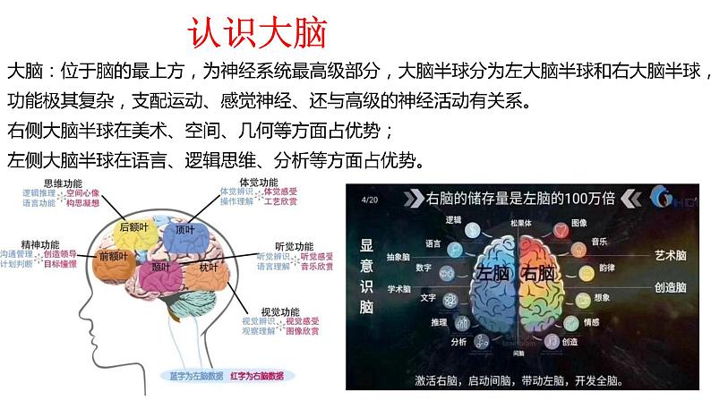 神秘的大脑课件PPT05