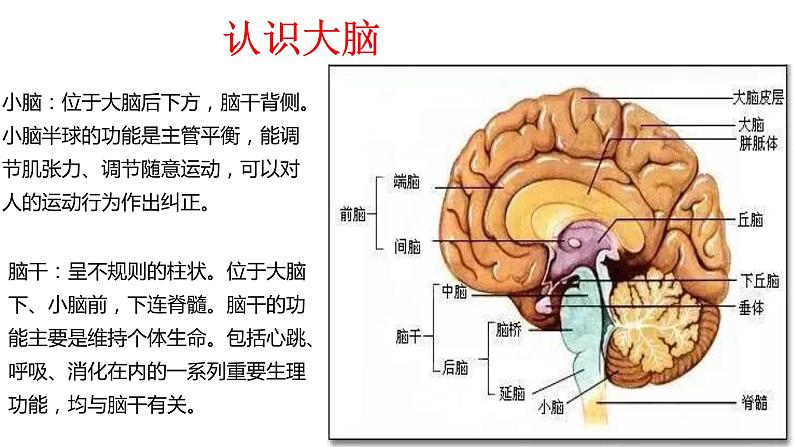 神秘的大脑课件PPT06