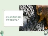 生命教育 我的生命真美好 课件