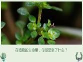 生命教育 我的生命真美好 课件