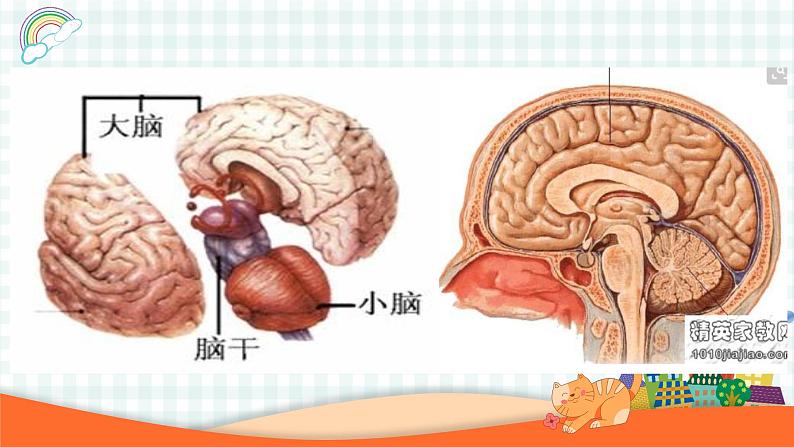 第七课 我的最强大脑——认识大脑课件06