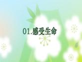 第十八课 感悟生命《感悟生命真谛，绚烂生命光彩》课件