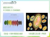 第十八课 感悟生命《感悟生命真谛，绚烂生命光彩》课件