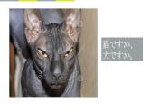 家族の写真 (2)   人教版初中日语课件ppt
