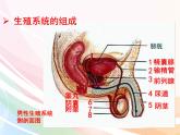 济南版生物八年级上册 4.3.1 婴儿的诞生 课件