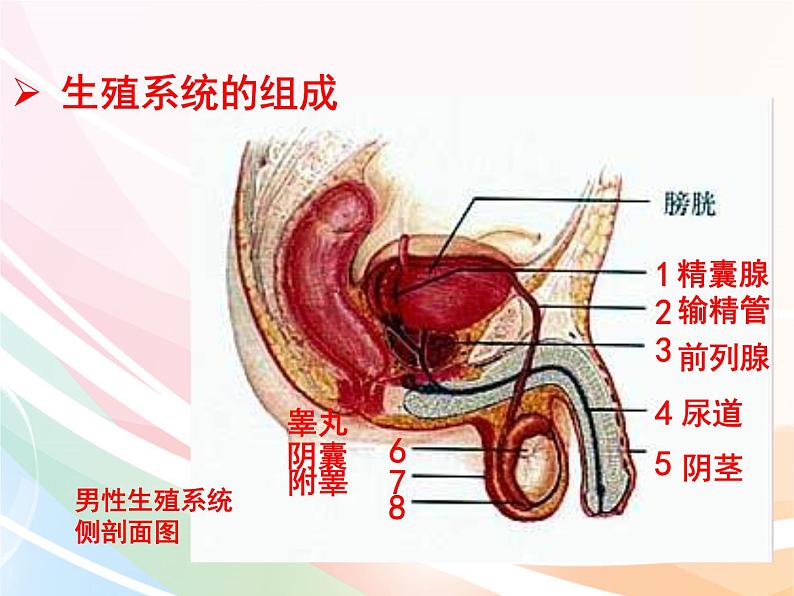 济南版生物八年级上册 4.3.1 婴儿的诞生 课件02