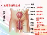 济南版生物八年级上册 4.3.1 婴儿的诞生 课件