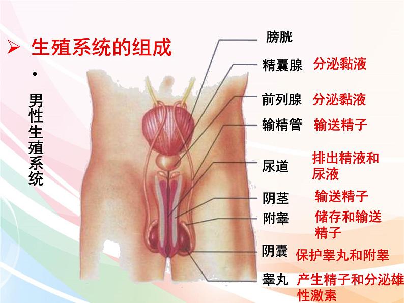 济南版生物八年级上册 4.3.1 婴儿的诞生 课件03