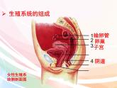 济南版生物八年级上册 4.3.1 婴儿的诞生 课件