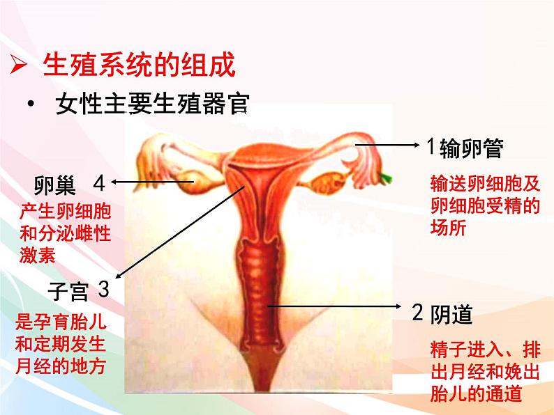 济南版生物八年级上册 4.3.1 婴儿的诞生 课件05