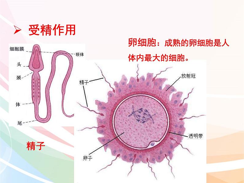 济南版生物八年级上册 4.3.1 婴儿的诞生 课件07