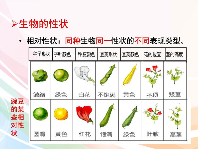 济南版生物八年级上册 4.4.2 性状的遗传 课件03