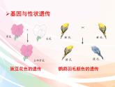 济南版生物八年级上册 4.4.2 性状的遗传 课件