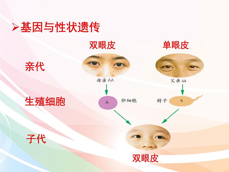 济南版生物八年级上册 4.4.2 性状的遗传 课件07